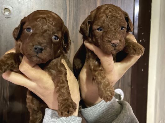 Toy Poddle Bebeklerim Çiş Pedi Eğitimlidir görsel