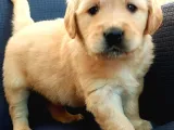 Bebek Yüzlü Küt Burun Golden Retri̇ever Yavrulari