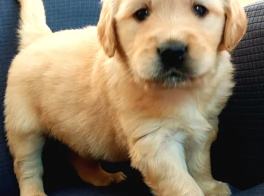 Bebek Yüzlü Küt Burun Golden Retri̇ever Yavrulari görsel