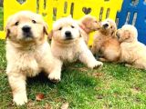 BEBEK YÜZLÜ KÜT BURUN GOLDEN RETRİEVER YAVRULARI