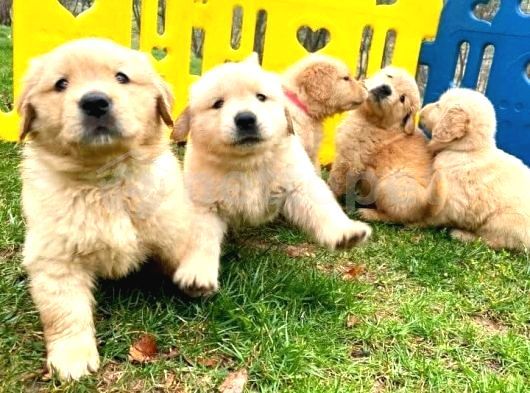 Bebek Yüzlü Küt Burun Golden Retri̇ever Yavrulari