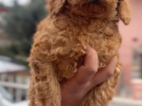 Orjinal toy poddle yavrularımız