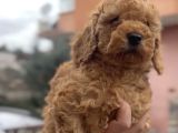Toy poddle