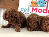 Petmode Köpek Çiftliğinden Tea Cup Kore Poodle Yavrular