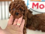 Petmode Köpek Çiftliğinden Tea Cup Kore Poodle Yavrular