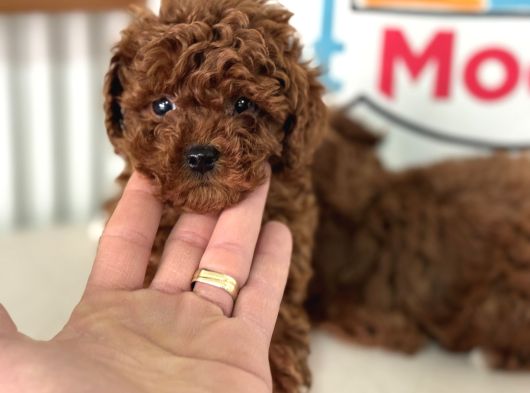 Petmode Köpek Çiftliğinden Tea Cup Kore Poodle Yavrular görsel