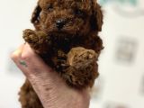 Petmode Köpek Çiftliğinden Tea Cup Kore Poodle Yavrular