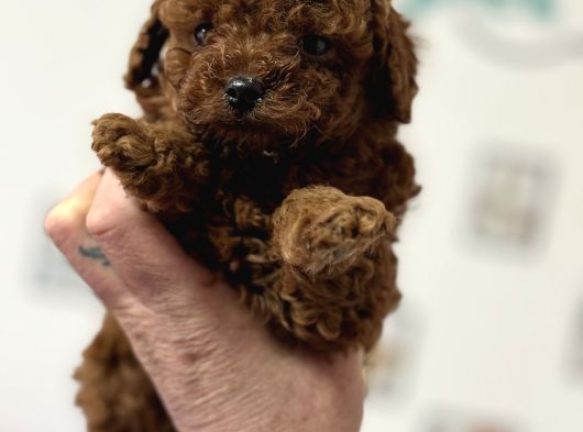 Petmode Köpek Çiftliğinden Tea Cup Kore Poodle Yavrular görsel