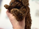 Petmode Köpek Çiftliğinden Tea Cup Kore Poodle Yavrular