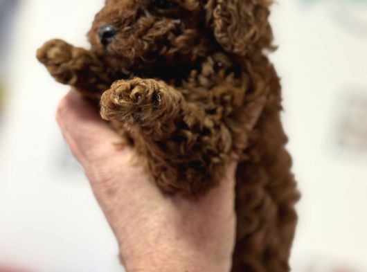 Petmode Köpek Çiftliğinden Tea Cup Kore Poodle Yavrular görsel