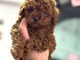 Petmode Köpek Çiftliğinden Tea Cup Kore Poodle Yavrular