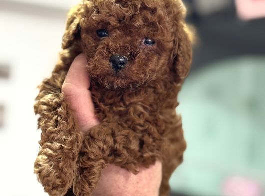 Petmode Köpek Çiftliğinden Tea Cup Kore Poodle Yavrular görsel