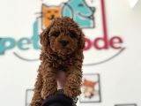 Petmode Köpek Çiftliğinden Tea Cup Kore Poodle Yavrular