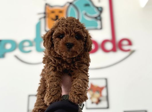 Petmode Köpek Çiftliğinden Tea Cup Kore Poodle Yavrular görsel
