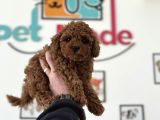 Petmode Köpek Çiftliğinden Tea Cup Kore Poodle Yavrular