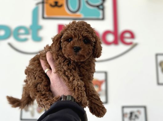 Petmode Köpek Çiftliğinden Tea Cup Kore Poodle Yavrular görsel