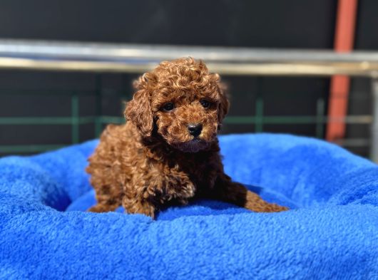 Petmode Köpek Çiftliğinden Tea Cup Kore Poodle Yavrular