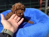 Petmode Köpek Çiftliğinden Tea Cup Kore Poodle Yavrular