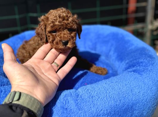 Petmode Köpek Çiftliğinden Tea Cup Kore Poodle Yavrular görsel