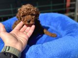 Petmode Köpek Çiftliğinden Tea Cup Kore Poodle Yavrular
