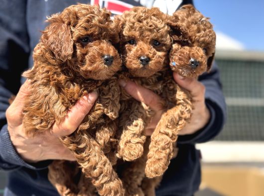 Petmode Köpek Çiftliğinde Aktif 10 Adet Toy Poodle görsel