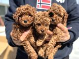 Petmode Köpek Çiftliğinde Aktif 10 Adet Toy Poodle
