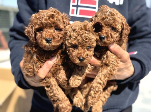 Petmode Köpek Çiftliğinde Aktif 10 Adet Toy Poodle görsel