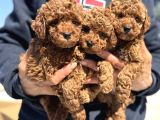 Petmode köpek çiftliğinde aktif 10 adet toy poodle