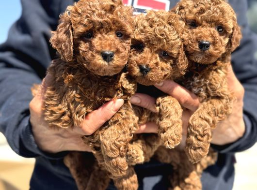 Petmode Köpek Çiftliğinde Aktif 10 Adet Toy Poodle