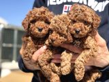 Petmode Köpek Çiftliğinde Aktif 10 Adet Toy Poodle