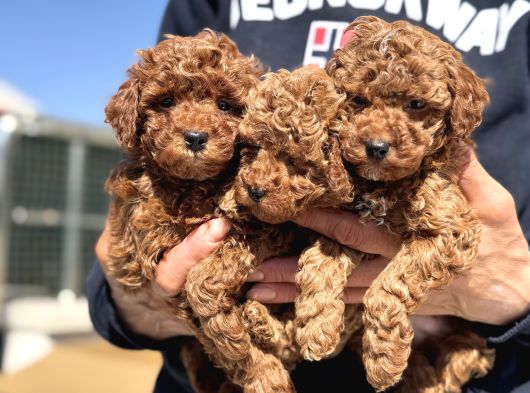Petmode Köpek Çiftliğinde Aktif 10 Adet Toy Poodle görsel