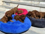 Petmode Köpek Çiftliğinde Aktif 10 Adet Toy Poodle