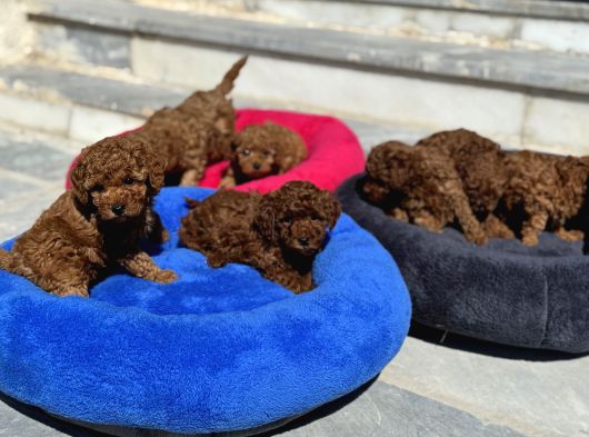 Petmode Köpek Çiftliğinde Aktif 10 Adet Toy Poodle görsel