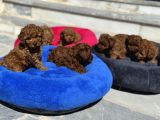 Petmode Köpek Çiftliğinde Aktif 10 Adet Toy Poodle