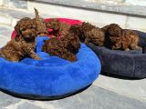 Petmode Köpek Çiftliğinde Aktif 10 Adet Toy Poodle