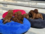 Petmode Köpek Çiftliğinde Aktif 10 Adet Toy Poodle