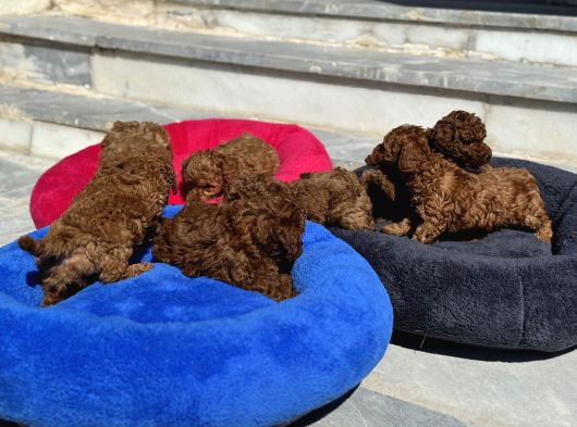Petmode Köpek Çiftliğinde Aktif 10 Adet Toy Poodle görsel