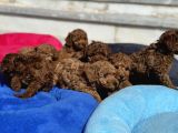 Petmode Köpek Çiftliğinde Aktif 10 Adet Toy Poodle