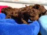 Petmode Köpek Çiftliğinde Aktif 10 Adet Toy Poodle