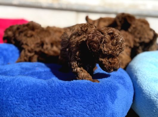 Petmode Köpek Çiftliğinde Aktif 10 Adet Toy Poodle görsel