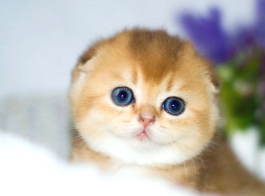 Altın yumoş Golden Scottish Fold Shorthair yavrumuz