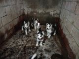 Husky Yavrularımız Yeni Sahibini Arıyor