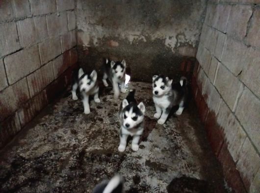 Husky Yavrularımız Yeni Sahibini Arıyor görsel