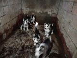 Husky Yavrularımız Yeni Sahibini Arıyor