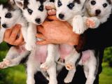 husky yavrularımız yeni sahibini arıyor