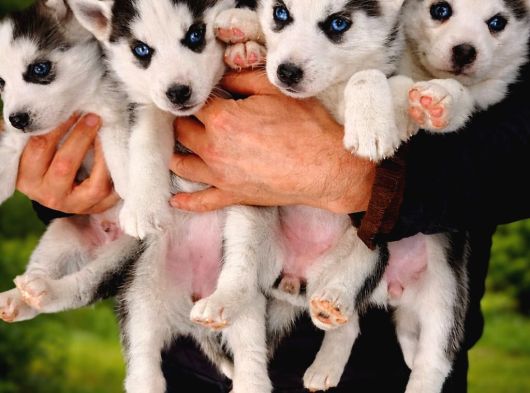 Husky Yavrularımız Yeni Sahibini Arıyor