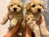 Minyatür maltipoo yavrularımız