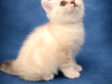 Şeker Gibi British Shorthair Safkan Yavru