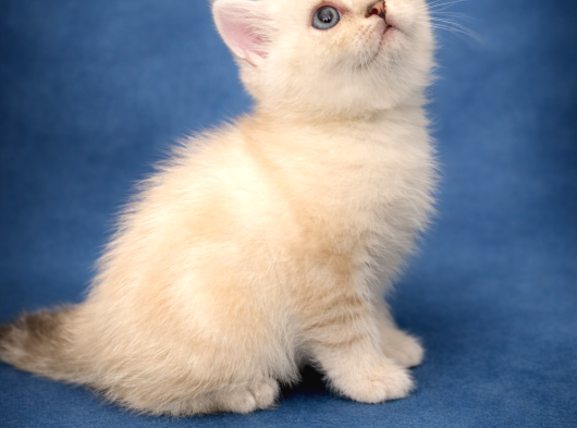 Şeker Gibi British Shorthair Safkan Yavru görsel