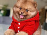 Mavi Göz Pomeranian Boo